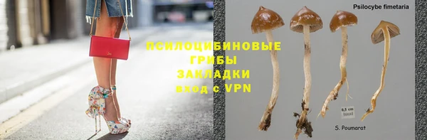 прущие грибы Белокуриха
